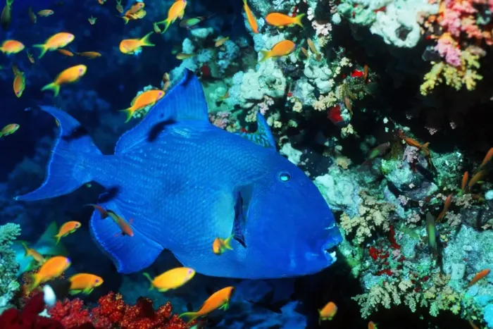 Gerahmter Druck : Blauer Aal Gerahmter Druck : Blauer Aal
