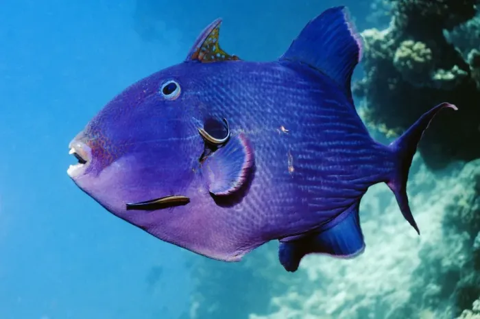 Gerahmter Druck : Blauer Aal und Saatwrasse Gerahmter Druck : Blauer Aal und Saatwrasse