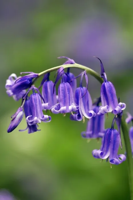Gerahmter Druck : Blauvogelblume (Hyacinthoides non-scripta) Gerahmter Druck : Blauvogelblume (Hyacinthoides non-scripta)