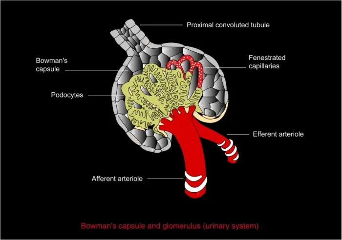 Gerahmter Druck : Bowmans Kapselform, Diagramm Gerahmter Druck : Bowmans Kapselform, Diagramm