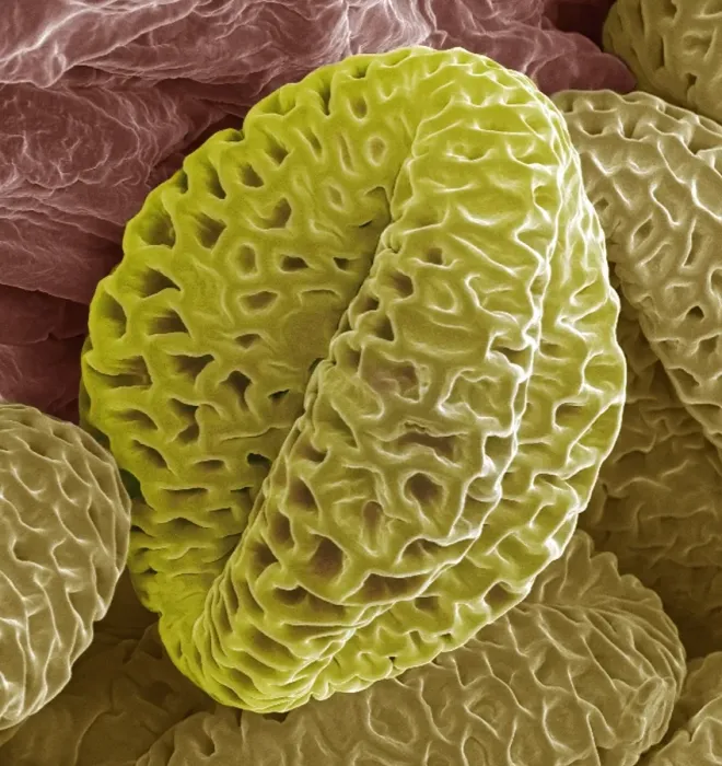 Gerahmter Druck : Braunkohl-Pollen, SEM
