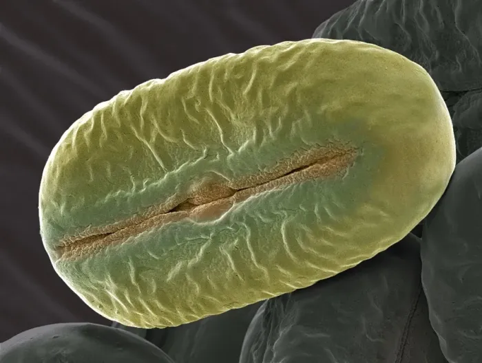 Gerahmter Druck : Breites Bohnen-Pollen, SEM Gerahmter Druck : Breites Bohnen-Pollen, SEM