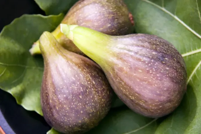 Gerahmter Druck : Braunturtige Figs Gerahmter Druck : Braunturtige Figs