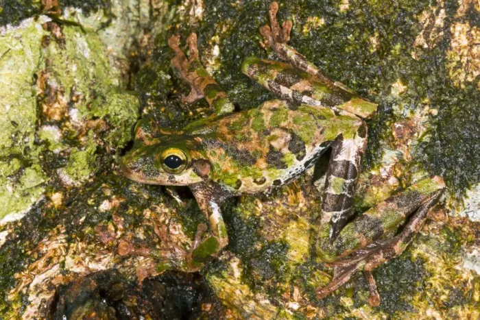 Gerahmter Druck : Buckley's schmalbeiniger Baumfrosch Gerahmter Druck : Buckley's schmalbeiniger Baumfrosch
