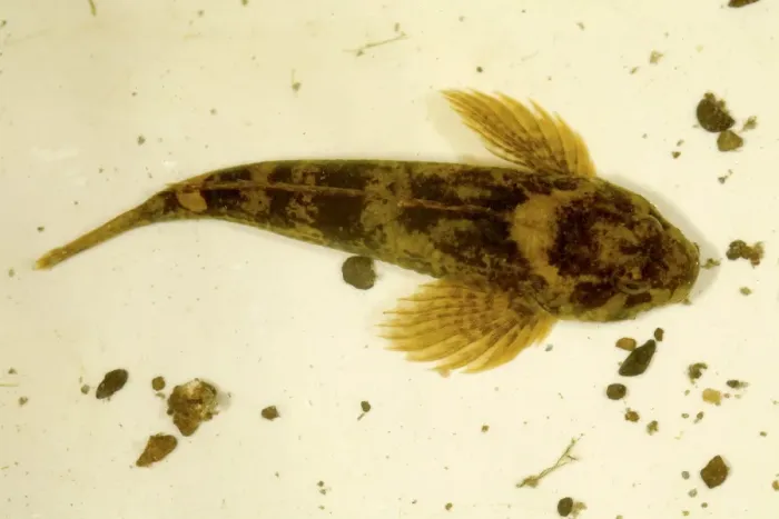 Gerahmter Druck : Bullhead. Hechtbarsch (Cottus gobio). Diese Art von Süßwasserfischen ist nachtaktiv Gerahmter Druck : Bullhead. Hechtbarsch (Cottus gobio). Diese Art von Süßwasserfischen ist nachtaktiv