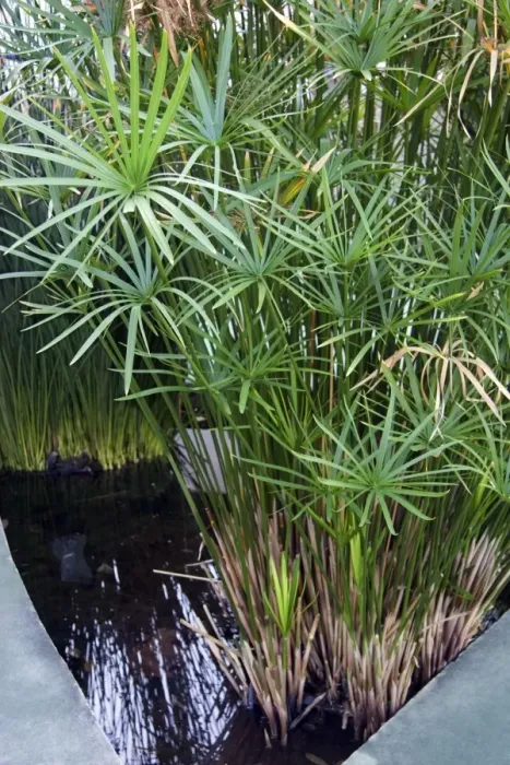 Gerahmter Druck : Sumpfschilf (Cyperus papyrus) Gerahmter Druck : Sumpfschilf (Cyperus papyrus)