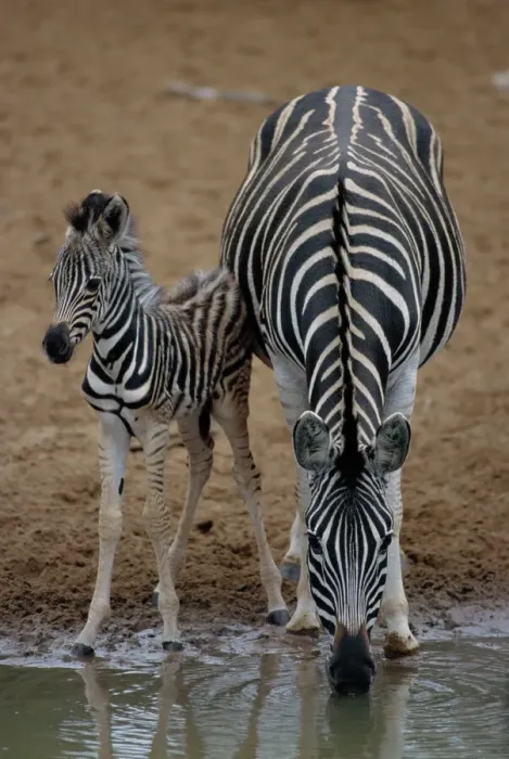 Gerahmter Druck : Burcheills Zebras mit Kalb Gerahmter Druck : Burcheills Zebras mit Kalb