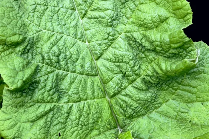 Gerahmter Druck : Rüben (Arctium lappa) Gerahmter Druck : Rüben (Arctium lappa)