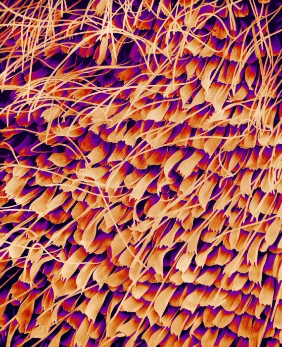 Gerahmter Druck : Schmetterlingsflügel, SEM Gerahmter Druck : Schmetterlingsflügel, SEM