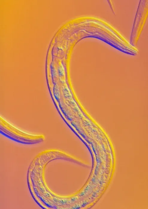 Gerahmter Druck : Nematode Wurm C. elegans Gerahmter Druck : Nematode Wurm C. elegans