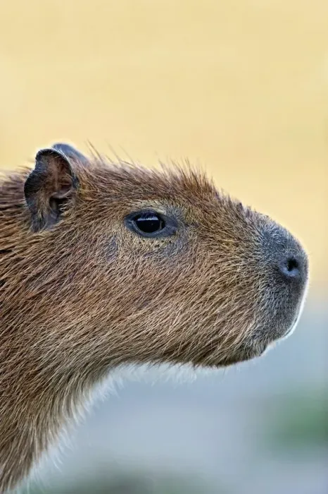Gerahmter Druck : Capybara. Kapibara. Ein Näherbild des Kopfes eines Kapibaras (Hydrochoerus hydrochaeris) Gerahmter Druck : Capybara. Kapibara. Ein Näherbild des Kopfes eines Kapibaras (Hydrochoerus hydrochaeris)
