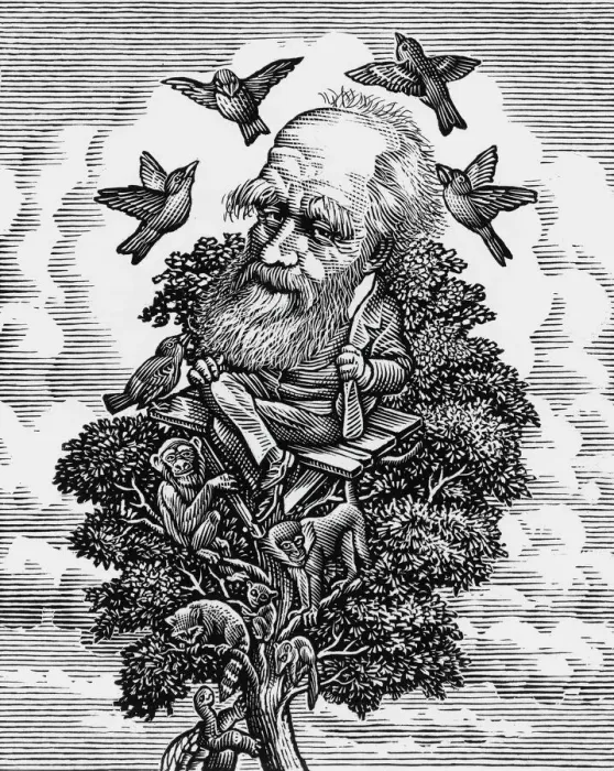 Gerahmter Druck : Karl Darwin im Evolutionsbaum Gerahmter Druck : Karl Darwin im Evolutionsbaum