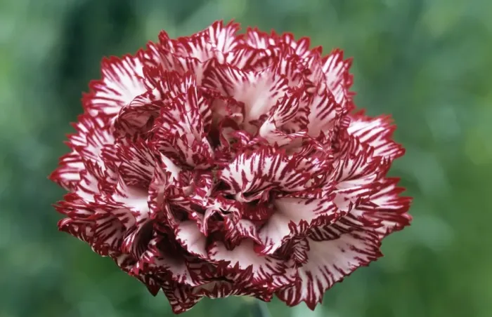 Gerahmter Druck : Karneolblume Gerahmter Druck : Karneolblume