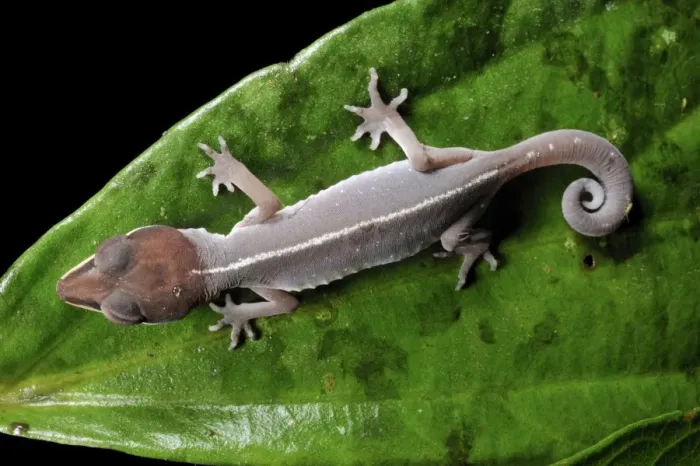 Gerahmter Druck : Katzengecko Gerahmter Druck : Katzengecko