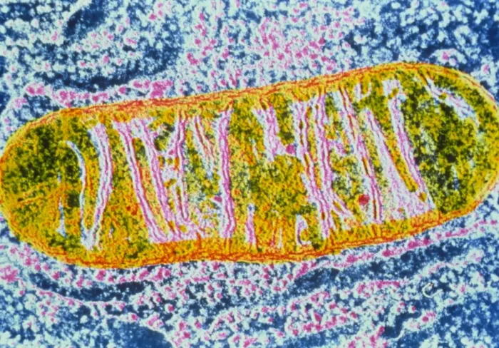 Gerahmter Druck : Zellmitochondrium Gerahmter Druck : Zellmitochondrium