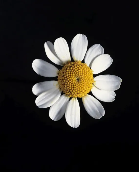 Gerahmter Druck : Kamilleblüte Gerahmter Druck : Kamilleblüte