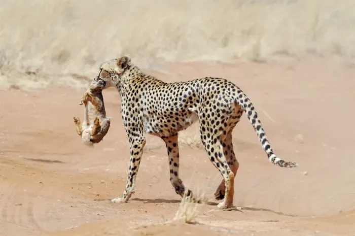 Gerahmter Druck : Cheetah mit Hasen Gerahmter Druck : Cheetah mit Hasen