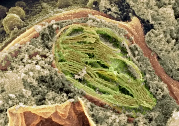 Gerahmter Druck : Zytoplasma, SEM Gerahmter Druck : Zytoplasma, SEM