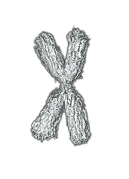 Gerahmter Druck : Chromosome Gerahmter Druck : Chromosome