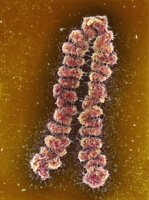 Gerahmter Druck : Zygoten, SEM Gerahmter Druck : Zygoten, SEM