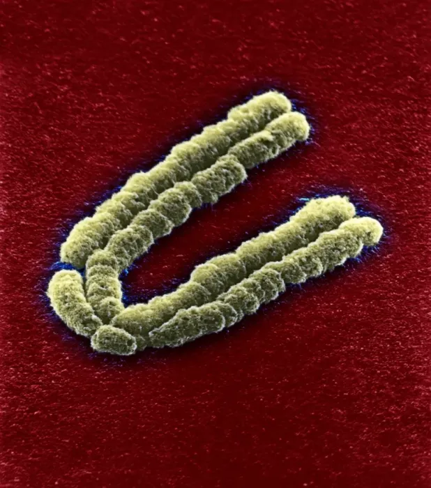 Gerahmter Druck : Zygotenmuster, SEM Gerahmter Druck : Zygotenmuster, SEM