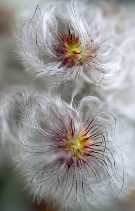 Gerahmter Druck : Klettenblume Serrulata