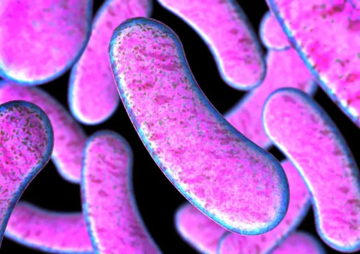 Gerahmter Druck : Clostridium botulinum Bakterien Gerahmter Druck : Clostridium botulinum Bakterien