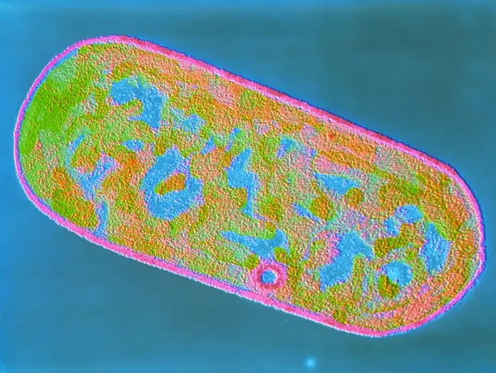Gerahmter Druck : Clostridium perfringens Bakterium
