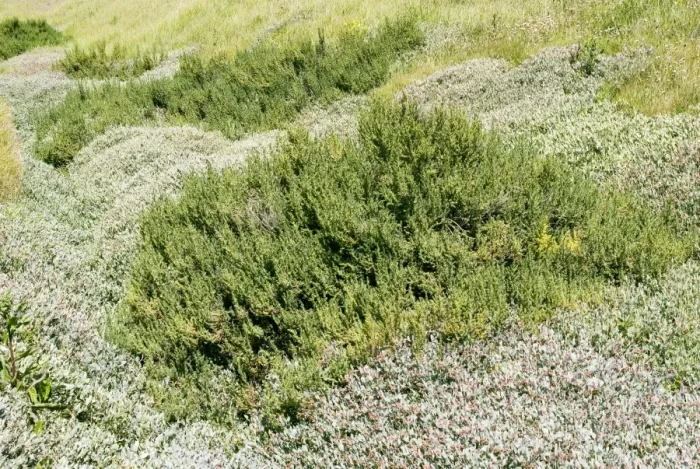 Gerahmter Druck : Küstliche Vegetation Gerahmter Druck : Küstliche Vegetation
