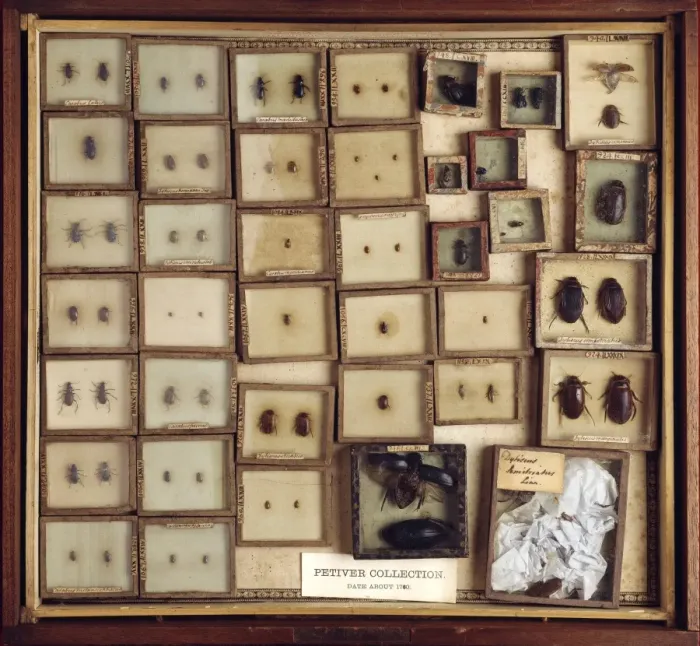 Gerahmter Druck : Sammlung der Käfer C016 / 5553 Gerahmter Druck : Sammlung der Käfer C016 / 5553