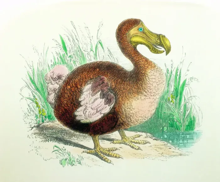 Gerahmter Druck : Farbige Lithographie eines Dodos Gerahmter Druck : Farbige Lithographie eines Dodos
