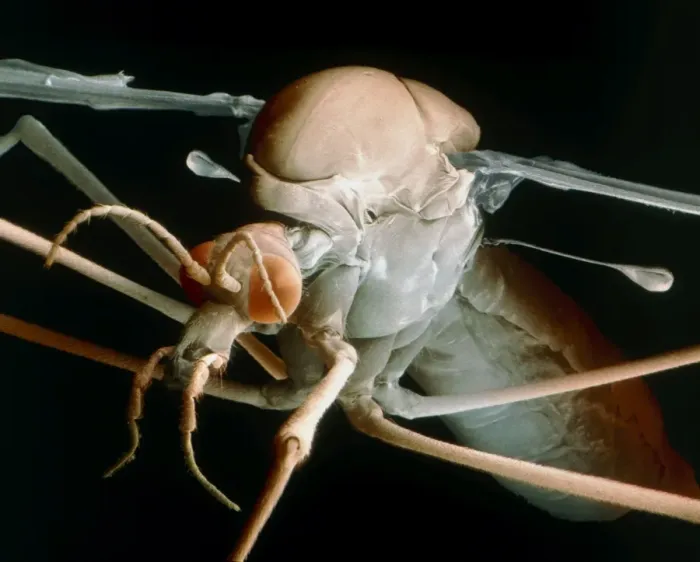Gerahmter Druck : Farbener SEM-Bild eines Krabbenfliegs (Tipula maxima) Gerahmter Druck : Farbener SEM-Bild eines Krabbenfliegs (Tipula maxima)