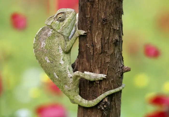 Gerahmter Druck : Gemeiner Chameleont auf einem Baum Gerahmter Druck : Gemeiner Chameleont auf einem Baum