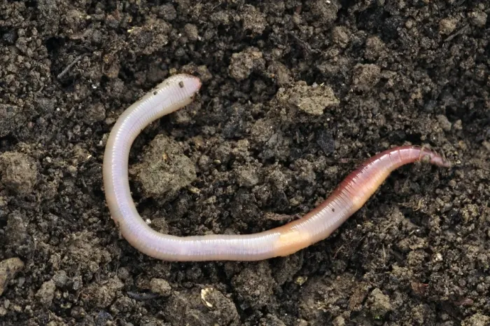 Gerahmter Druck : Gemeiner Wurm Gerahmter Druck : Gemeiner Wurm