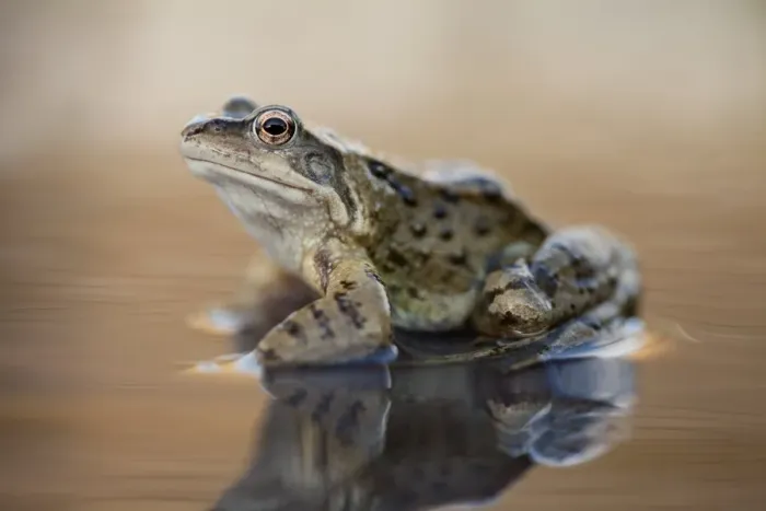 Gerahmter Druck : Gemeiner Frosch am Teich Gerahmter Druck : Gemeiner Frosch am Teich
