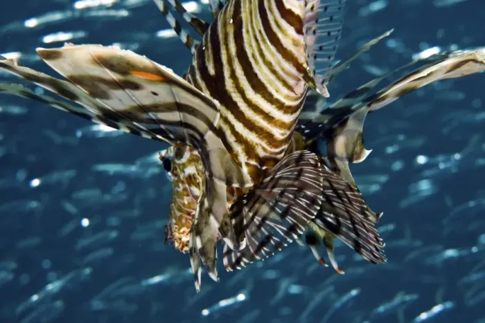 Gerahmter Druck : Gewöhnlicher Regenbogenfisch Gerahmter Druck : Gewöhnlicher Regenbogenfisch