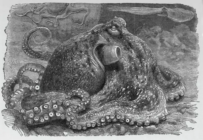 Gerahmter Druck : Gemeiner Oktopus, 19.Jhdt Gerahmter Druck : Gemeiner Oktopus, 19.Jhdt