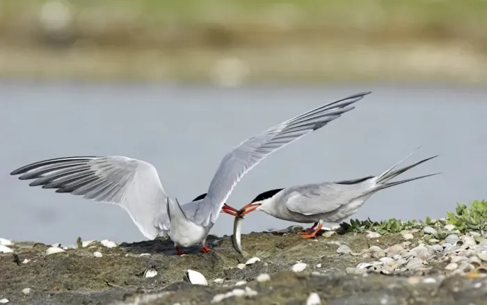 Gerahmter Druck : Gemeine Sperlingsvögel Gerahmter Druck : Gemeine Sperlingsvögel