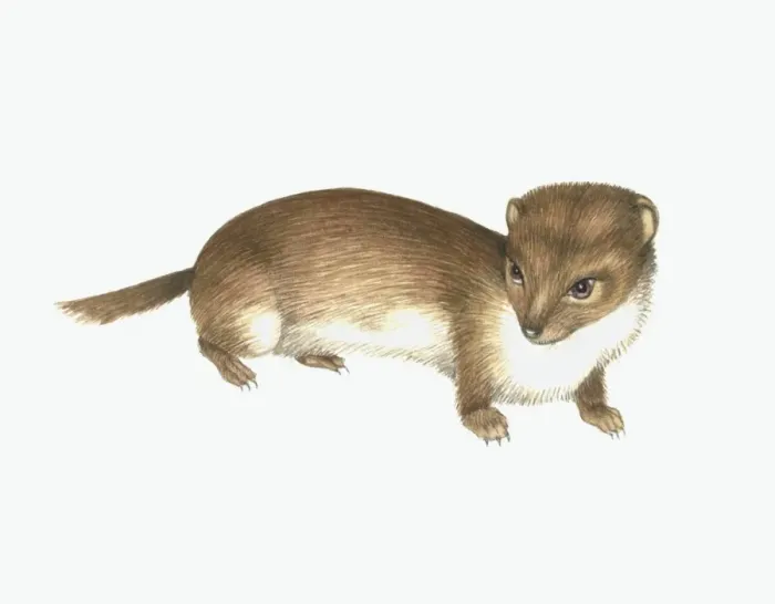 Gerahmter Druck : Gemeiner Hasenfuchs, Kunstwerk Gerahmter Druck : Gemeiner Hasenfuchs, Kunstwerk