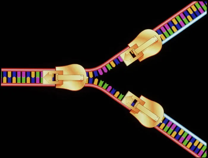 Gerahmter Druck : Computergebilde der DNA-Replikation Gerahmter Druck : Computergebilde der DNA-Replikation