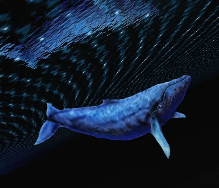 Gerahmter Druck : Kunstwerk aus dem Computer eines Humpbackschwalen Gerahmter Druck : Kunstwerk aus dem Computer eines Humpbackschwalen