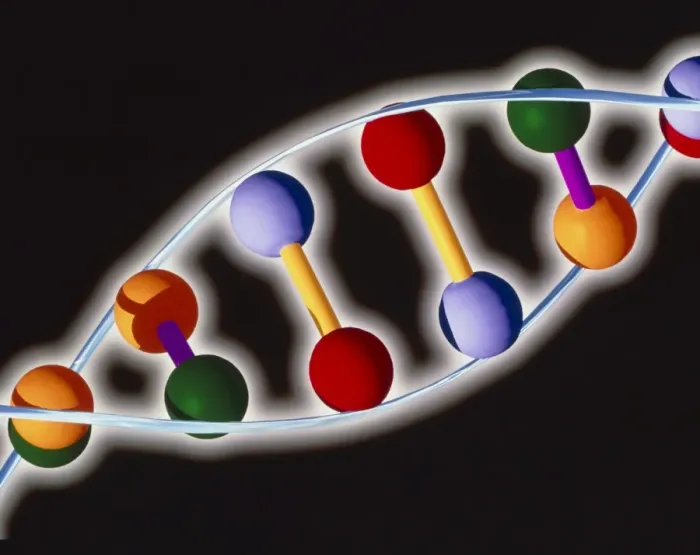 Gerahmter Druck : Computers darstellen von DNA mit Basepaaren Gerahmter Druck : Computers darstellen von DNA mit Basepaaren