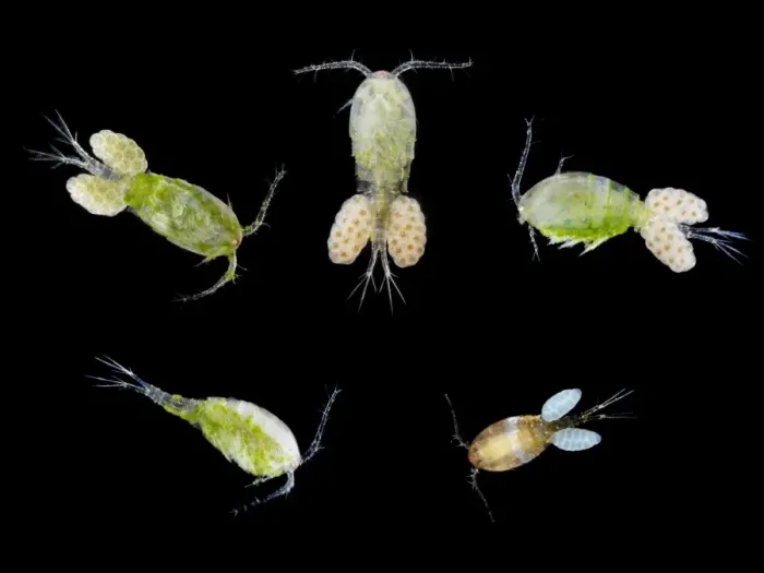 Gerahmter Druck : Copepods. Copepoden. Makrophotos von einer Auswahl von Copepoden (Unterklasse Copepoda) Gerahmter Druck : Copepods. Copepoden. Makrophotos von einer Auswahl von Copepoden (Unterklasse Copepoda)