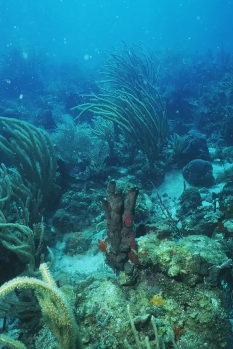 Gerahmter Druck : Corals. Korallen auf dem Meeresboden. Korallen sind kleine Organismen die Gerahmter Druck : Corals. Korallen auf dem Meeresboden. Korallen sind kleine Organismen die