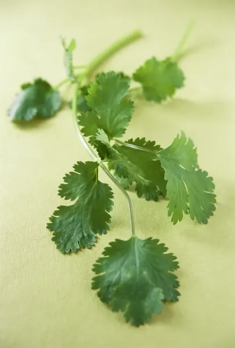 Gerahmter Druck : Coriander. Koriander (Corandrum sativum) Gerahmter Druck : Coriander. Koriander (Corandrum sativum)