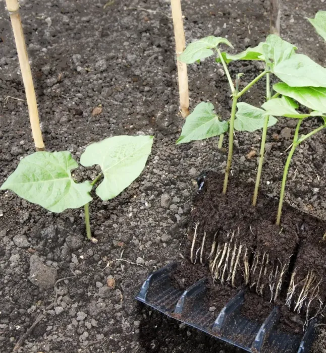 Gerahmter Druck : Zucchini-Schöpflinge Gerahmter Druck : Zucchini-Schöpflinge