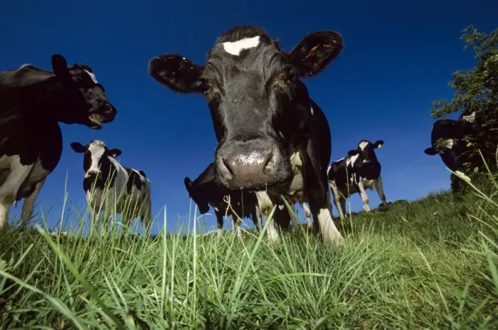 Gerahmter Druck : Cows. Rinder im Feld