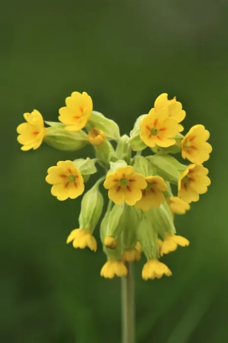 Gerahmter Druck : Kuhlschilf (Primula veris) Gerahmter Druck : Kuhlschilf (Primula veris)