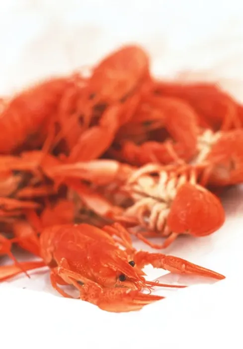 Gerahmter Druck : Crayfish. Krebschnecke, Krebschnecke (Cherax spp.) Gerahmter Druck : Crayfish. Krebschnecke, Krebschnecke (Cherax spp.)