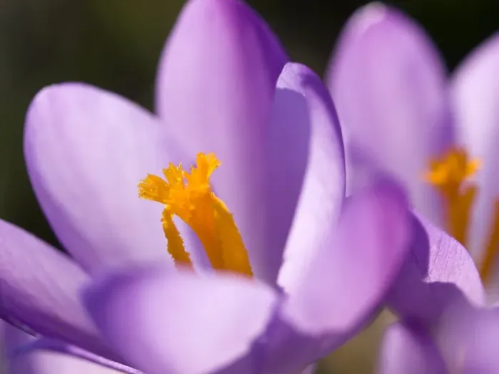 Gerahmter Druck : Krokus tommasinianus Gerahmter Druck : Krokus tommasinianus